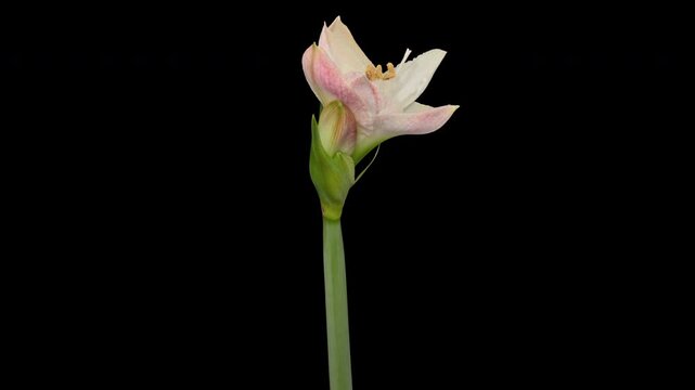 Macro time lapse blooming white Amaryllis (Hippeastrum) flower, isolated on pure black background