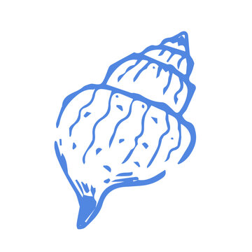 A hand-drawn illustration of a shell in blue. the clean, artistic style makes it ideal for logos, icons, and illustrations in projects related to the ocean or marine life.