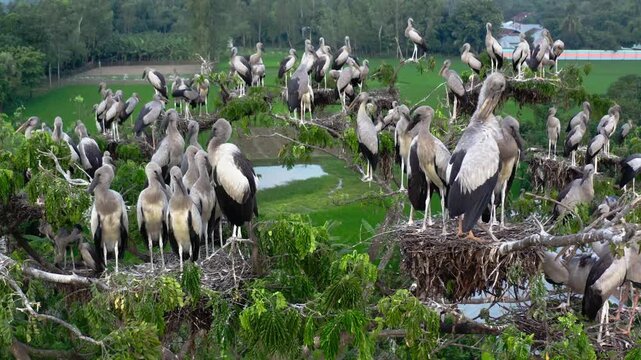 Aerial view of Asian openbill storks perched on trees, their grey and white plumage contrasting with the green foliage, Bogura, Rajshahi Division, Bangladesh.
