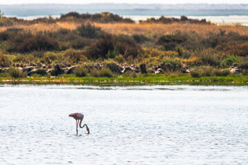 Flamingo feeding in shallow wetland waters
