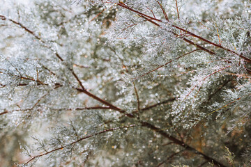 Dew-covered pine branches in soft morning light