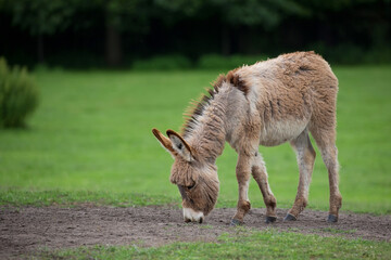Donkey in a clearing in the wild