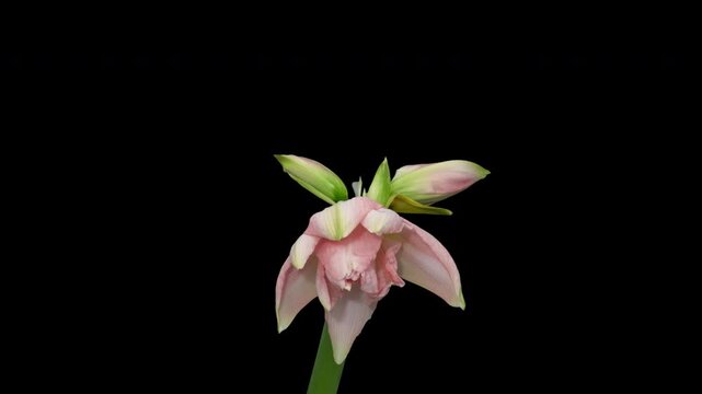 Macro time lapse blooming Amaryllis (Hippeastrum) flower, isolated on pure black background