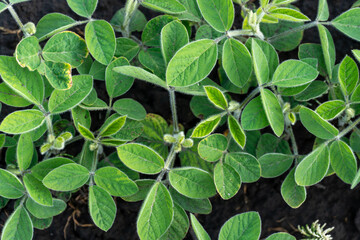 Soybean plants growing in a field under bright sunlight during the warm summer season