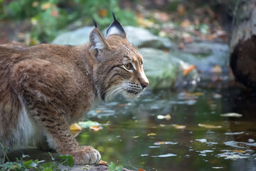 lynx in the forest near the river