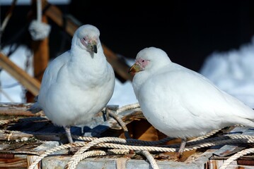 two white doves