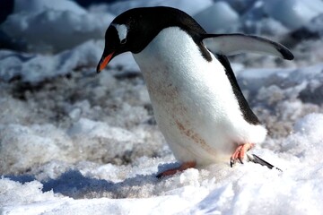 Adélie and Gentoo Penguins in Antarctic Snow Landscape – Wildlife Photography