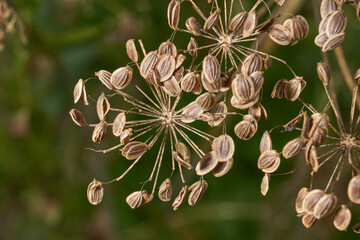 Close-up of mature dried dill seeds on umbellate inflorescences in the garden. Natural texture, brown seeds and a blurred green background.