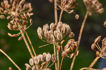 Close-up of mature dried dill seeds on umbellate inflorescences in the garden. Natural texture, brown seeds and a blurred green background.