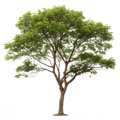 A single healthy Asar tree with dense foliage isolated on a transparent background png