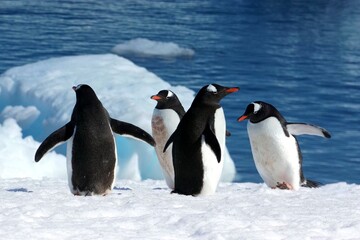 Fototapeta premium Adélie and Gentoo Penguins in Antarctic Snow Landscape – Wildlife Photography
