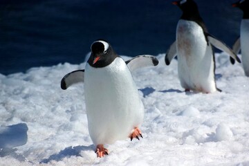 emperor penguin in antarctica