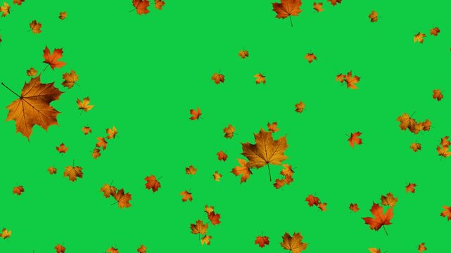 colorful autumn maple leaves falling on green screen animation, chroma key leaf fall thanksgiving and Halloween social media motion design element	