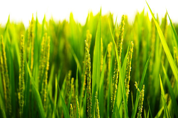 Rice. A large area of rice seedlings growing in the fields of Korea.
