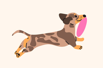 Dachshund flat illustration. Cute sausage dog, jumping pose, emotions and actions. Happy pet, cheerful puppy characters, doxie breed, cartoon flat mascot, adorable playful animal