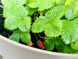 Wild strawberry plant with ripe fruits growing in a pot.