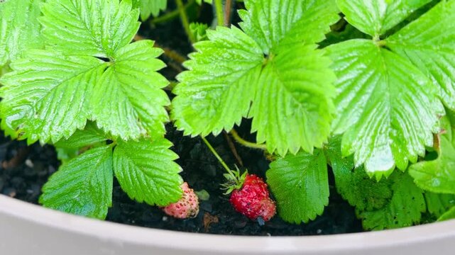 Wild strawberry plant with ripe fruits growing in a pot.