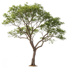 Fototapeta premium The Tetrameles nudiflora or Chundul tree isolated on a transparent background png