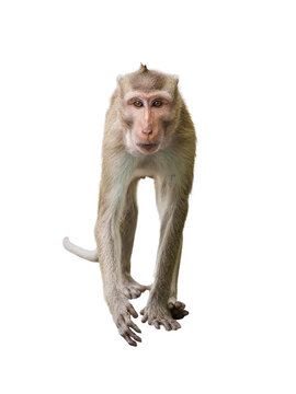 Portrait, Full body front view of a brown monkey or Macaca, standing position looked alone, staring at something. Material for creative. Isolated on white background with clipping path and transparent