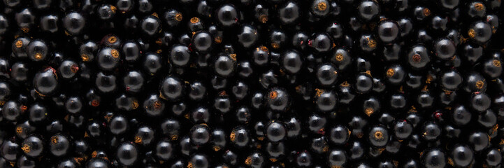 Black currant background. Fresh berries. Wide banner. Closeup. Top down view.