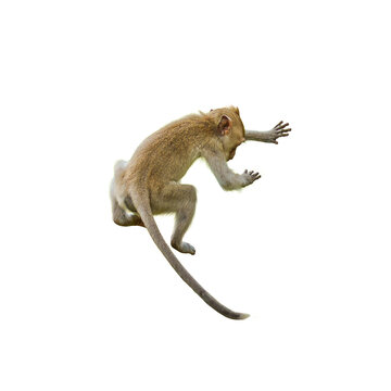 Back view, Brown Monkey or Macaca jumping from height. It leaping floats in the air with shock, falling from a height due to gravity Isolated on white background with clipping path and transparent