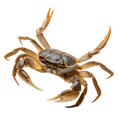 A single crustacean red crab with pincers isolated on a transparent background png