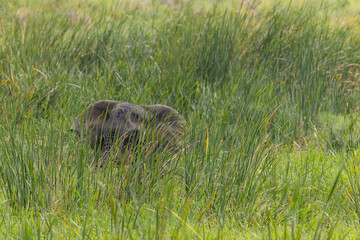 African elephant Kissama national park Angola