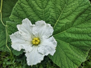 White-flowered Gourd (Lagenaria siceraria) in organic plant garden, Top view, Copy space 