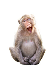 Alone Monkey or Macaca, its sleepy sits yawning, eyes closed and your mouth wide open to reveal your teeth, look funny, cute, in forest. Isolated on white background with clipping path and transparent