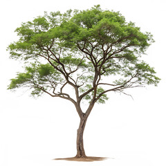 A Dumur or Hairy Fig tree with leaves isolated on a transparent background png