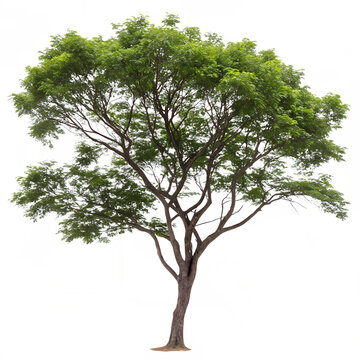 The Ficus hispida also called Dumur tree isolated on a transparent background png