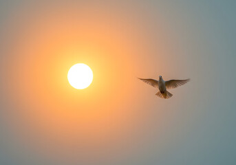 Fototapeta premium Dove flies in the sky at sunset peace and freedom concept