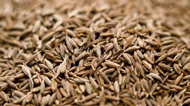Pile of aromatic dried cumin seeds. Macro shot. Spicy Indian seasoning. Rotation