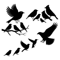 Set of black birds silhouettes on white background. Vector illustration.