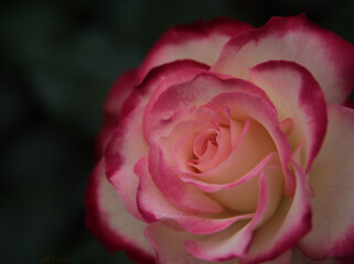 5月に咲いた美しく赤いバラの花「ジュビレ･デュ･プリンス･ドゥ･モナコ」