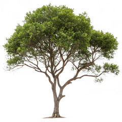 The Elaeocarpus serratus also known as Jalpai tree isolated on a transparent background png