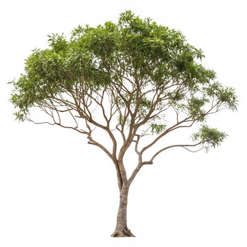 A Jarul or Pride of India tree with flowers isolated on a transparent background png