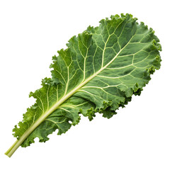 A fresh single leaf of curly kale closeup isolated on a transparent background png