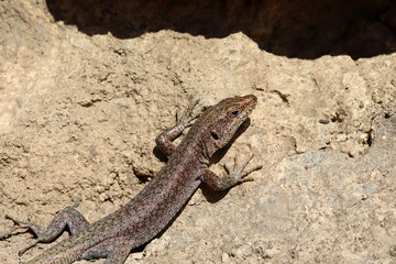 Closeup shot of a lizard on a stone