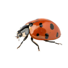Fototapeta premium A red ladybird beetle with black spots closeup isolated on a transparent background png