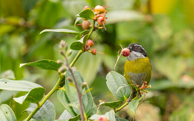 Weißbrauen-Buschtangare, sooty-capped chlorospingus,  sooty-capped bush tanager (Chlorospingus pileatus)