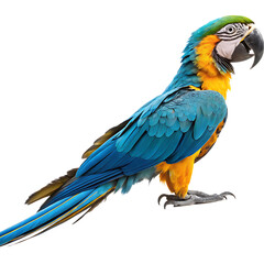 Fototapeta premium A vibrant and colorful macaw parrot bird isolated on a transparent background png