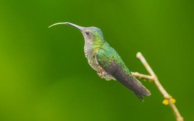 weiblicher Weißnackenkolibri (Florisuga mellivora)  Jakobinerkolibri