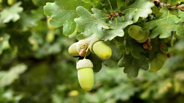 Growing oak branch with green acorns among leaves outdoors in summer environment