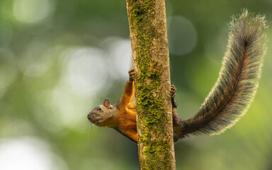 Bunthörnchen (Sciurus variegatoides)