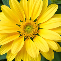 Obraz premium Close up of beautiful yellow flower