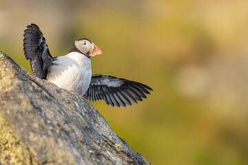 Portrait of a puffin on a cliff rock