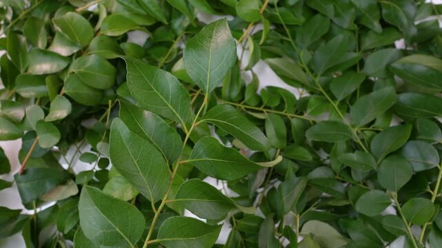 Curry leaves. Selective focus. Green leaves. Bergera koenigii.