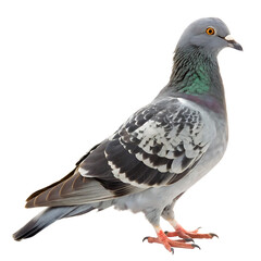 Fototapeta premium A common city pigeon or rock dove standing on the ground isolated on a transparent background png