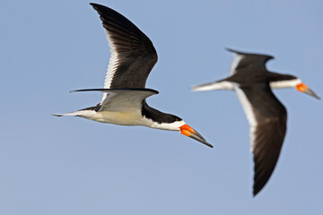 American black skimmers (Rynchops niger) in flight.